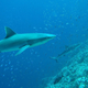 Image for article titled The mysterious case of the dead shark and the disappearing coral reef